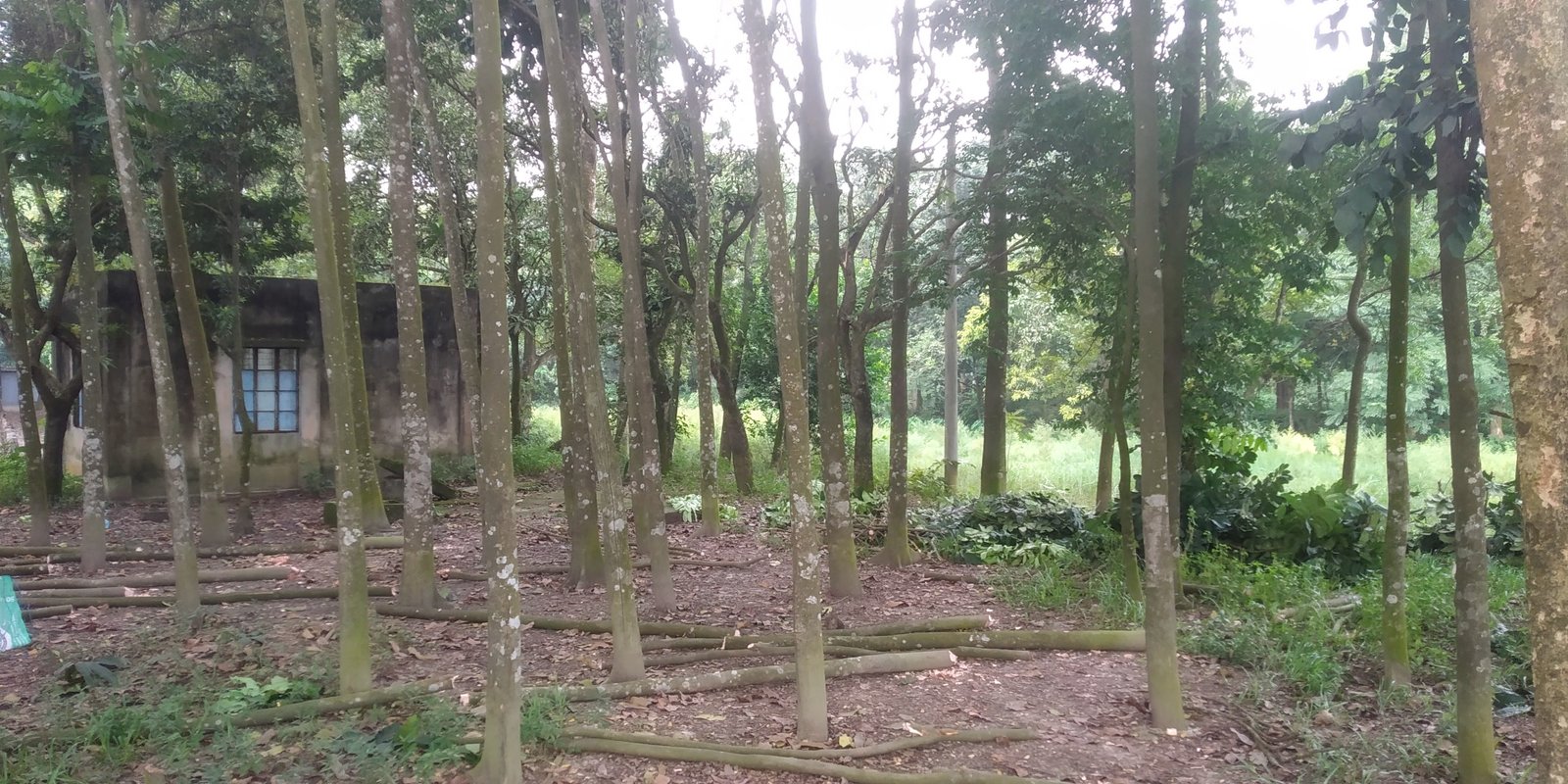 Surrounding natural greenery
